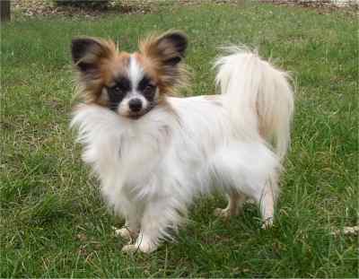 SPANIEL PITIC CONTINENTAL